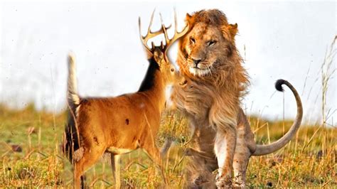 lion chasing deer