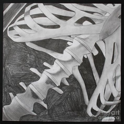 Skeleton Rib Cage Drawing By Zachary Lund