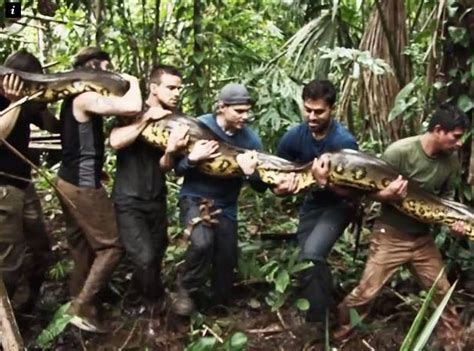 Controversial Trailer Shows A Man ‘eaten Alive’ By An Anaconda