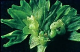 Afbeeldingsresultaten voor "coelodendrum Flabellatum". Grootte: 159 x 104. Bron: www.nzplants.auckland.ac.nz