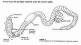 Earthworm Label Dissection Diagram Biology sketch template