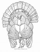 Coloring Pages Thanksgiving Turkey Printable Hard Drawing Color Adults Book Advanced Drawings Comments Difficult Getdrawings Library Clipart Getcolorings sketch template