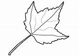 Foglia Hojas Blad Hoja Kleurplaat Blatt Feuille Coloriage Malvorlage Otoño Imprimir Imágenes sketch template