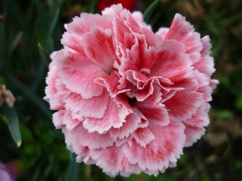 care  carnations dengarden