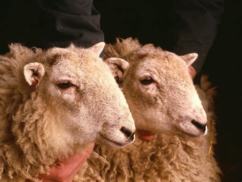 ban   animal cloning  cloned food feed  imports   meps news european