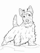 Terrier Coloring Scottish Pages Scottie Dog Dogs Yorkshire Boston Printable Drawings Color Highland Line Terriers West Pyrenees Great Colouring Drawing sketch template