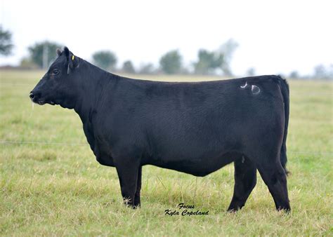 dismukes ranch angus offering  pulse