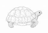 Turtle Box Drawing Shell Pattern Snapping Draw Getdrawings sketch template
