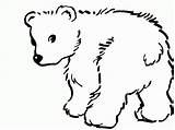 Coloring Christmas Pages Bares Cute Polar Bear Comments sketch template