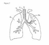 Respiratory sketch template