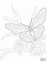 Butterfly Coloring Monarch Pages Intricate Color Printable Ulysses Drawing Dot Getcolorings Print Butterflies Supercoloring sketch template