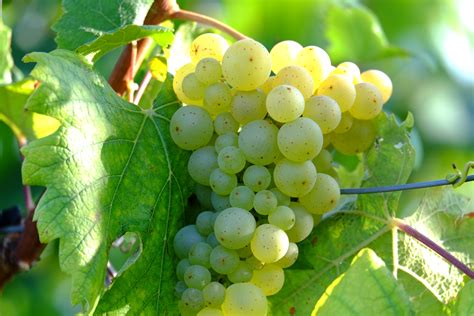 images gratuites la nature grain de raisin du vin blanc cru fruit doux fleur aliments