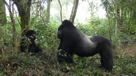 mountain gorillas international gorilla conservation programme igcp
