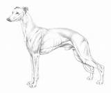 Whippet Tekenen Fci Afkomstig sketch template