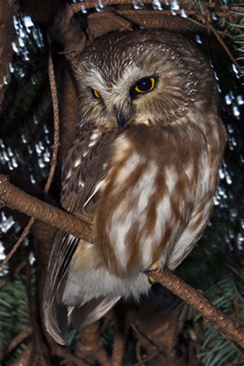california naturemapping northern  whet owl fact sheet