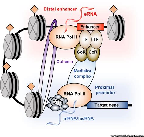 spirits   material world enhancer rnas  transcriptional