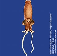 Afbeeldingsresultaten voor "bathyteuthis Abyssicola". Grootte: 188 x 185. Bron: molluscsoftasmania.org.au