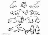 Tundra Animals Printable sketch template