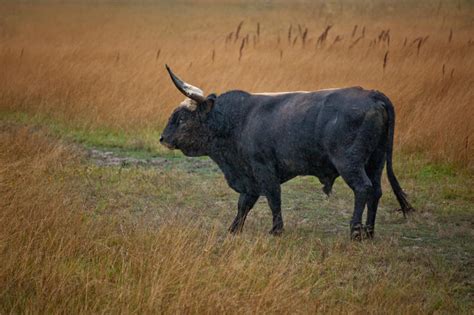 great aurochs  zoldszorny  deviantart