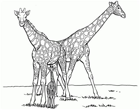 giraffe coloring pages clip art library
