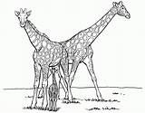 Colorat Girafe Giraf Savana Pintar Plansa Jirafas Girafas Ausmalbilder Ausmalbild Giraffes Animale Zoologico Animais Jirafa Planse Malvorlagen Girafee Dieren sketch template