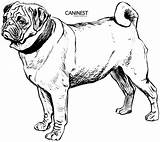 Coloring Pages Dog Pug Puppy Drawing Mastiff Line Printable Color Drawings Collie Kids Colouring Breed Clipart Draw Dogs Domain Public sketch template