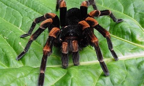 Israeli Scientists Say Fear Skews Perception Making Spiders Seem Larger