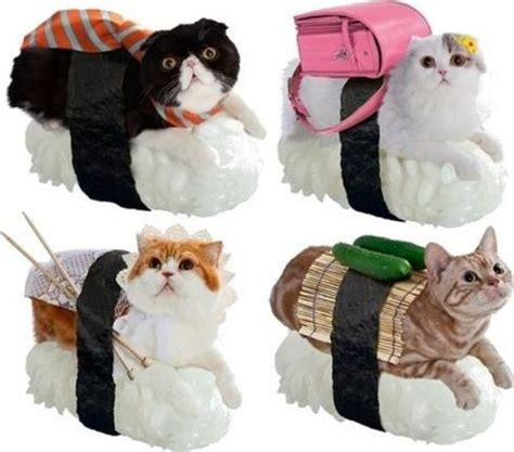 sushi cats  japan sushi cat cat obsession cute animals