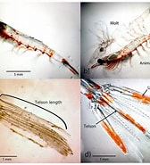 Afbeeldingsresultaten voor "euphausia Mucronata". Grootte: 168 x 185. Bron: www.researchgate.net