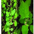 Image result for "folia Gracilis". Size: 110 x 110. Source: www.researchgate.net