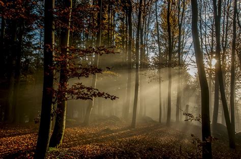 nebel im wald paysage foret arbre