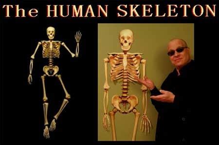life sized human skeleton papercraft paperkraftnet  papercraft