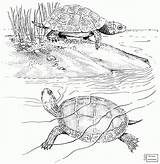 Turtle Box Eastern Drawing Coloring Getdrawings sketch template