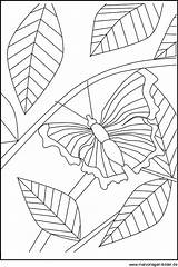 Schmetterling Malvorlagen Malvorlage Schmetterlinge Tiere Windowcolor Tieren Datei sketch template