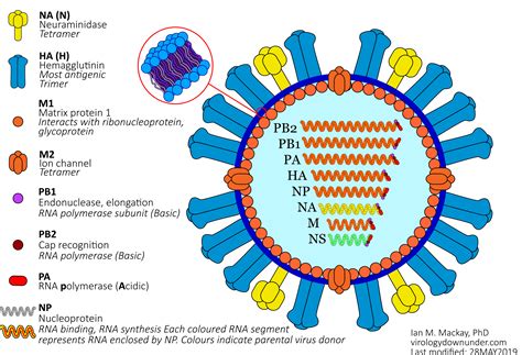 flu  viruses       virology