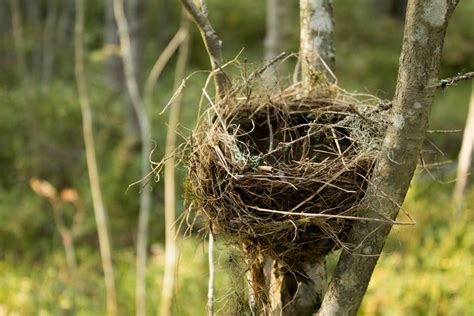 physics explaining  mechanics   birds nest