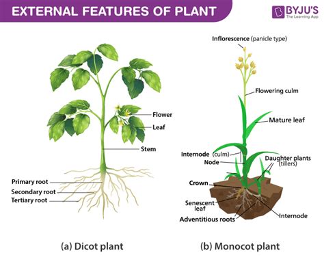 herbaceous dicot stem showing  external features