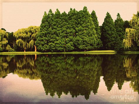Pine And Weeping Willow Trees Landscape Reflections