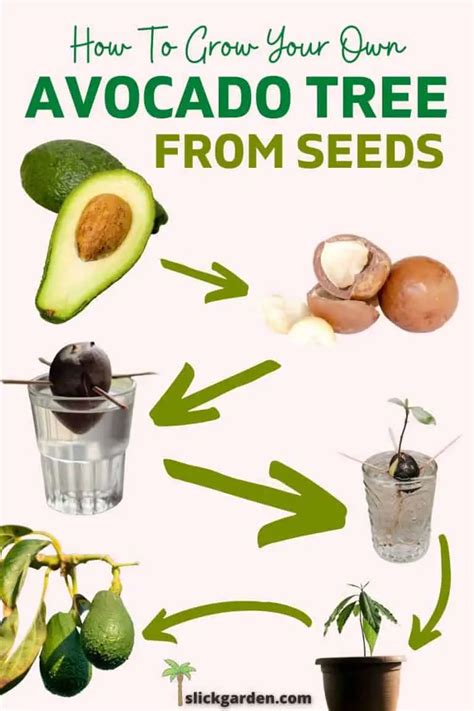 2 Easy Ways To Grow Avocado Plant From Seed – Slick Garden