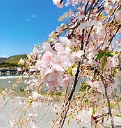 京都 嵐山 桜 開花状況 に対する画像結果.サイズ: 174 x 185。ソース: kyoto-shrine.com