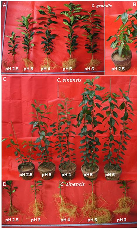 effect  ph  plant growth soil ph