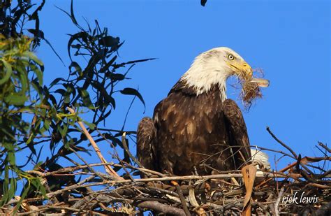 big junior  alameda bald eagles story