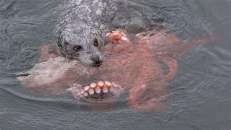 seal wrestles octopus in rarely captured scene in b c
