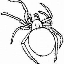 spider netart spider pictures spider coloring page coloring pages