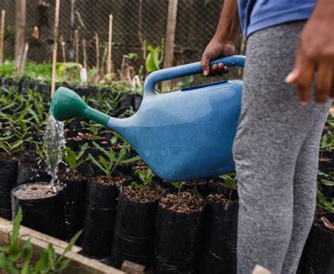 10 Cara Menanam Kangkung Di Halaman Rumah Untuk Pemula