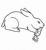 Colorat Desene Iepure Planse Carrots Rabbits Iepurasi Iepuras Animale Iepuri Imagini Twistynoodle Pasti Runaway Iepurele Handwriting Iarba Plansete Copii sketch template