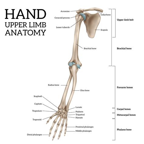 upper limb anatomy  vector art  vecteezy