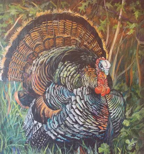 Wild Turkey Kim Pearce Paintings And Drawings