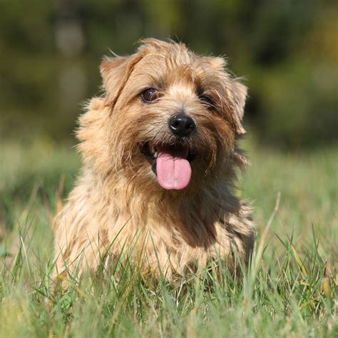norfolk terrier breed guide learn   norfolk terrier