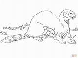 Ferret Footed Coloring Getdrawings sketch template